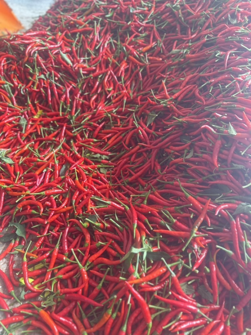 《热销》优质精品小米辣基地直供，价格优，质量保证面积大。