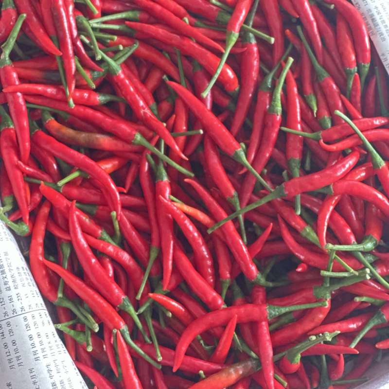 《热销》优质精品小米辣基地直供，价格优，质量保证面积大。