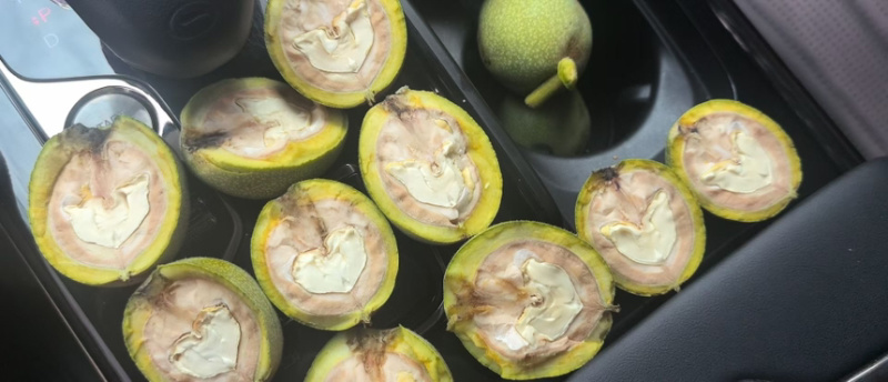 40起步杂果