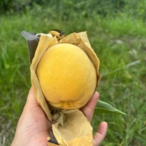 富阳高山锦绣黄桃