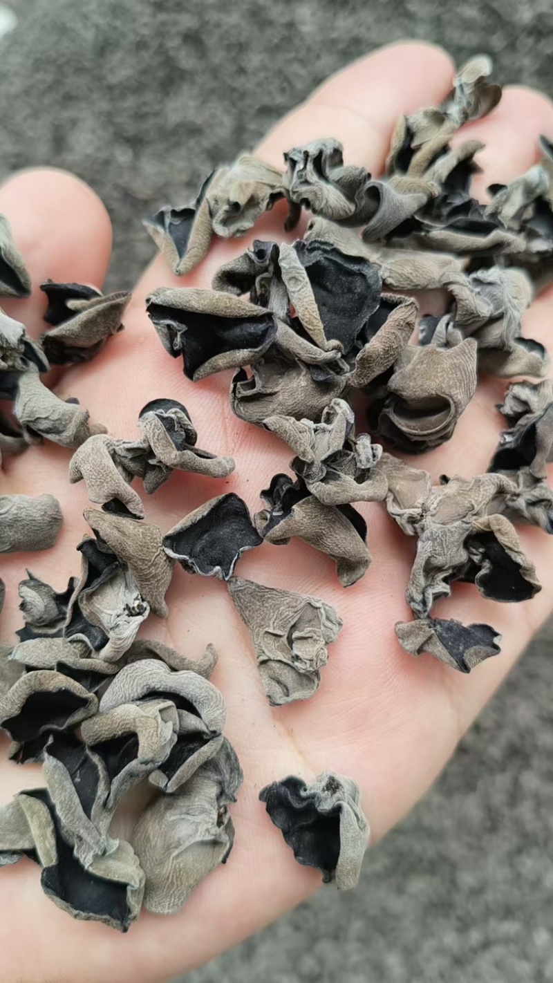 黑木耳，精品秋耳黑厚无根对接商超批发市场供货量大从优！