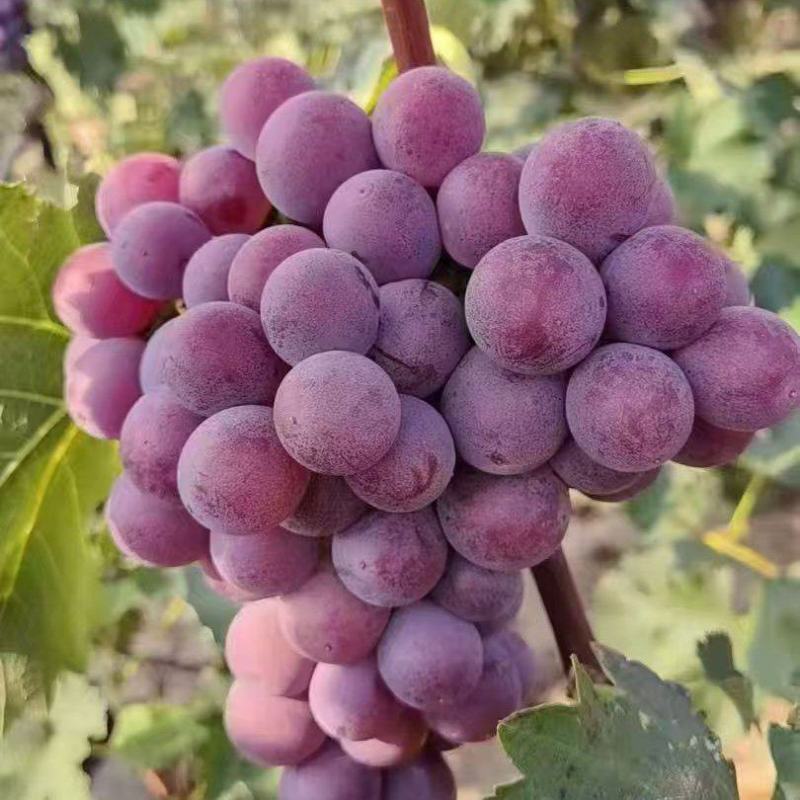 【热卖中】河北巨峰葡萄清甜可口量大从优价格美丽质量好