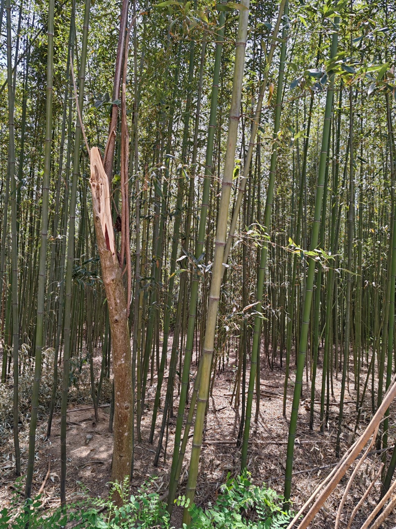 河南南阳桐柏精品竹子苗，一手货源，量大从优，保质保量。