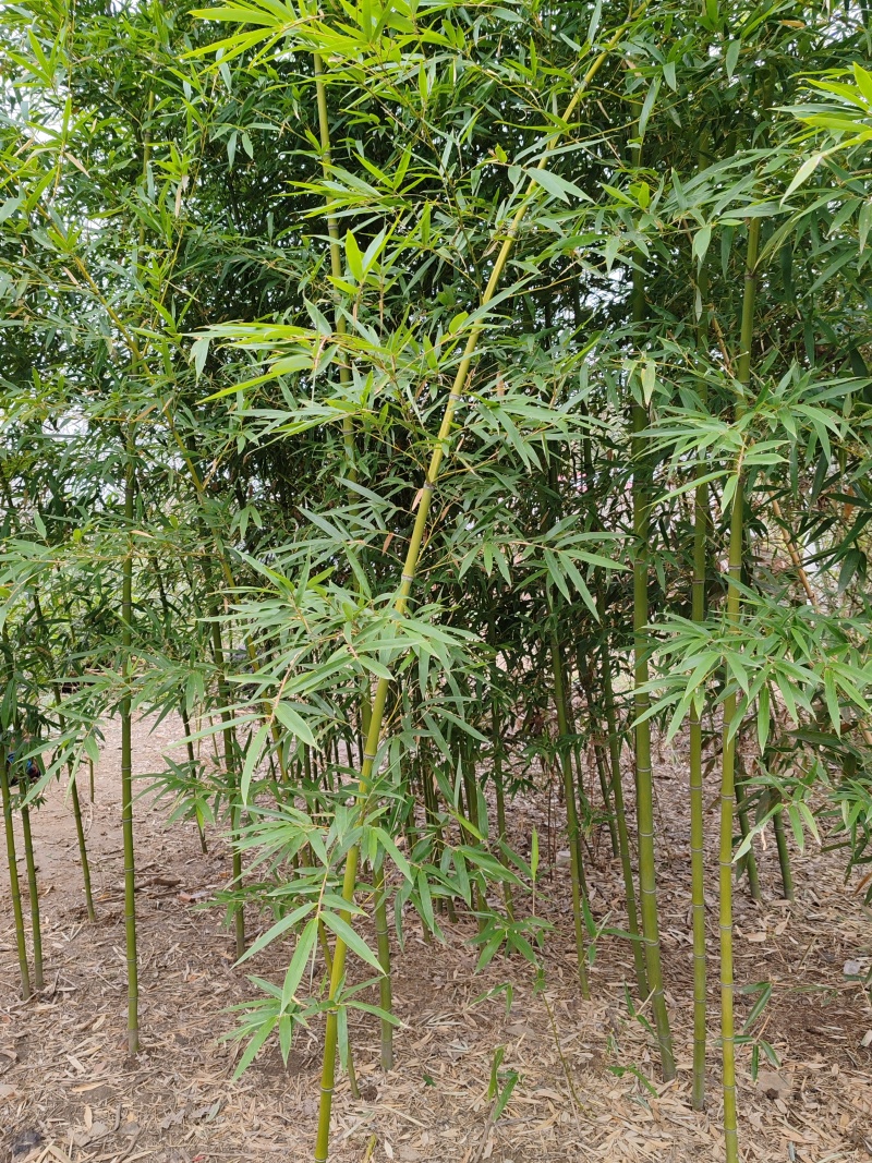 河南南阳桐柏精品竹子苗，一手货源，量大从优，保质保量。