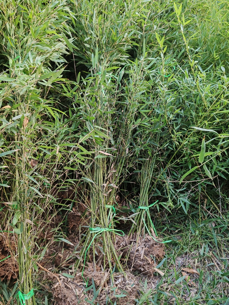 河南南阳桐柏精品竹子苗，一手货源，量大从优，保质保量。