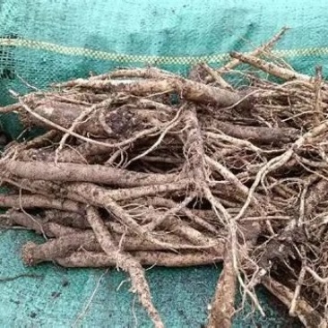 贵州毕节威宁县党参大量上市，欢迎老板来采购