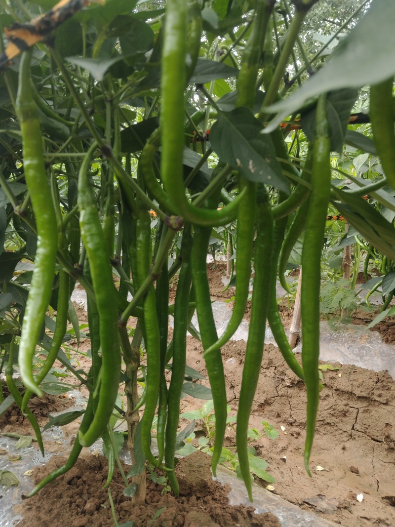 青红线椒
