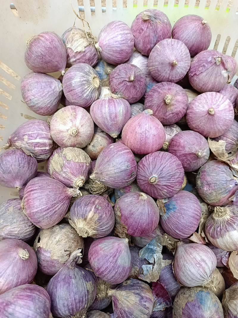 云南紫皮独蒜2025年新货农家种植大理直发