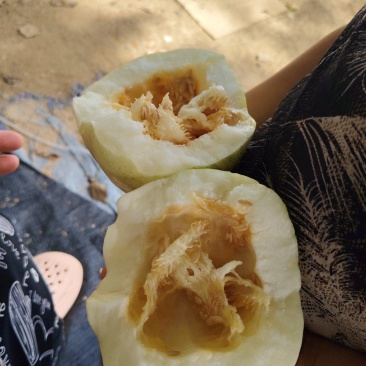 威龙7号甜瓜
