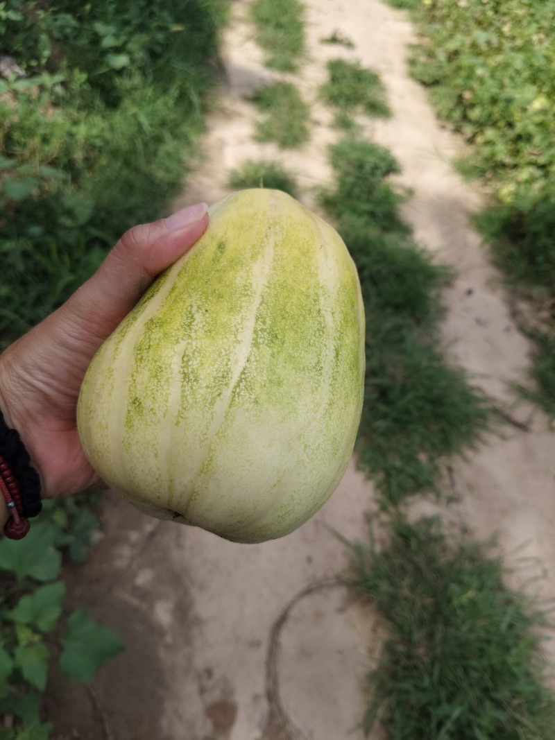 威龙7号甜瓜