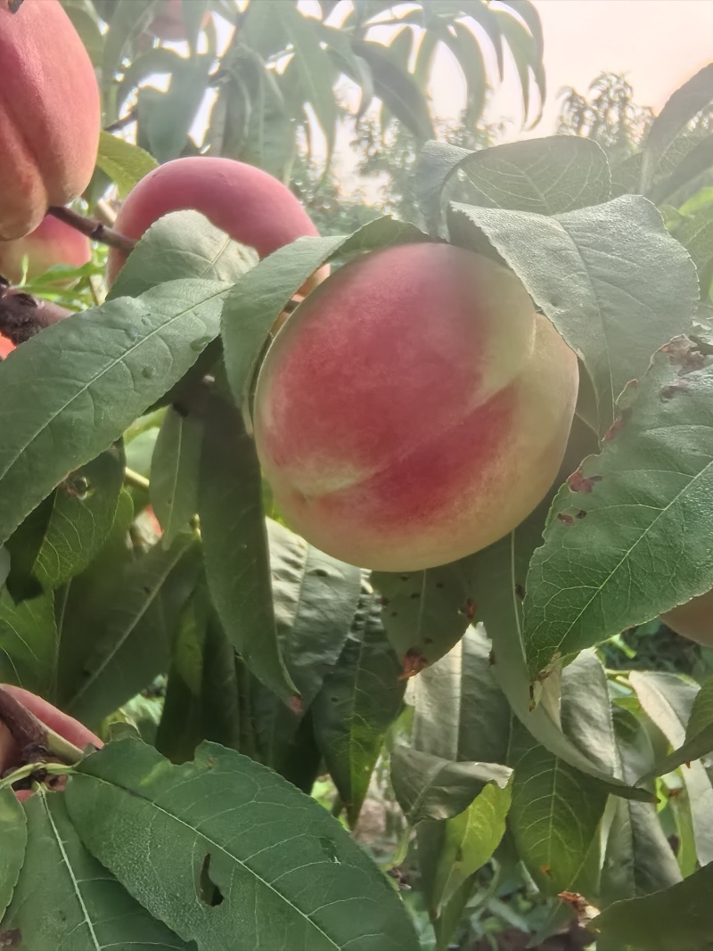 离核桃