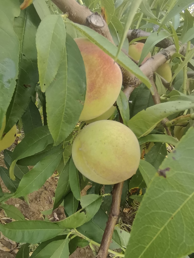 离核桃