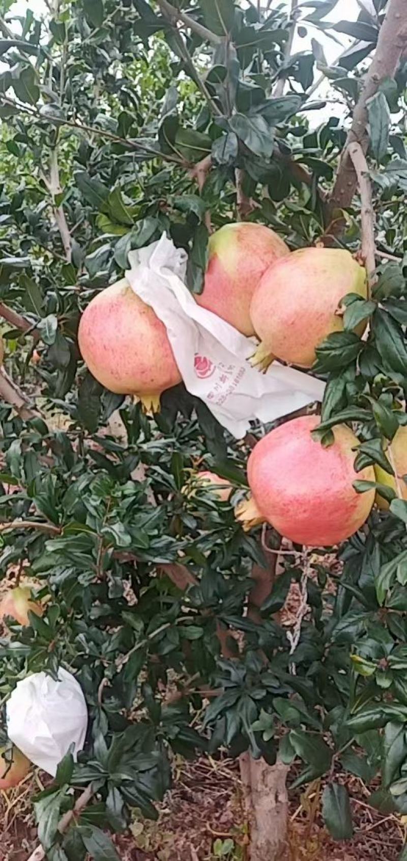 会理突尼斯软籽石榴