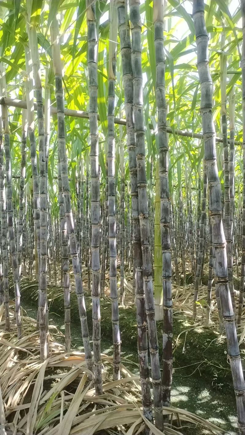黑皮，黄皮甘蔗，一级二级，三级货，都有，大量有货