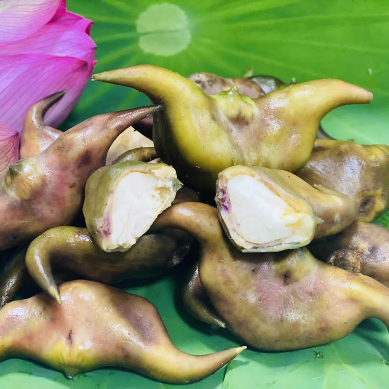 水菱角可供各大市场及商超欢迎产地看货一条龙服务