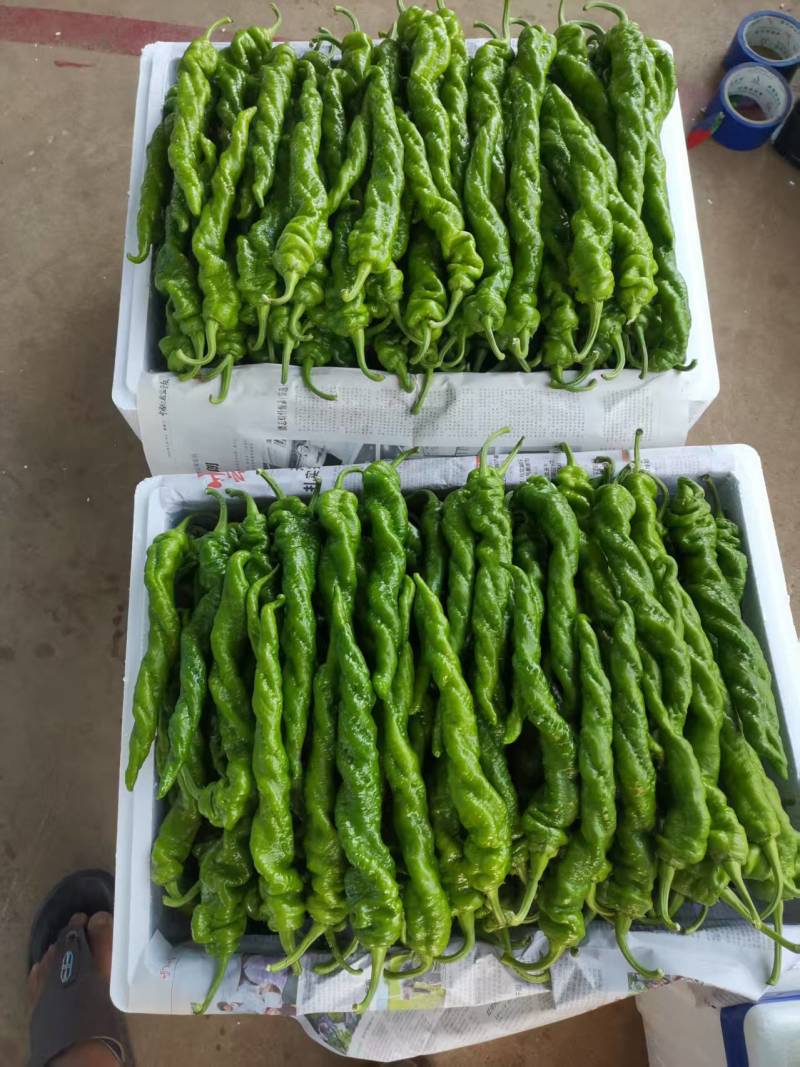 云南鲜辣椒螺丝椒大量现货供应，品质好价格低，代发全国客商