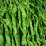 云南鲜辣椒螺丝椒大量现货供应，品质好价格低，代发全国客商