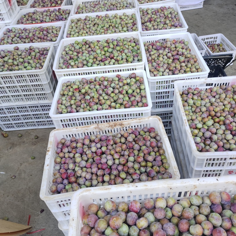 汉源脆红李大量上市，产地直发，越南货，电商果。