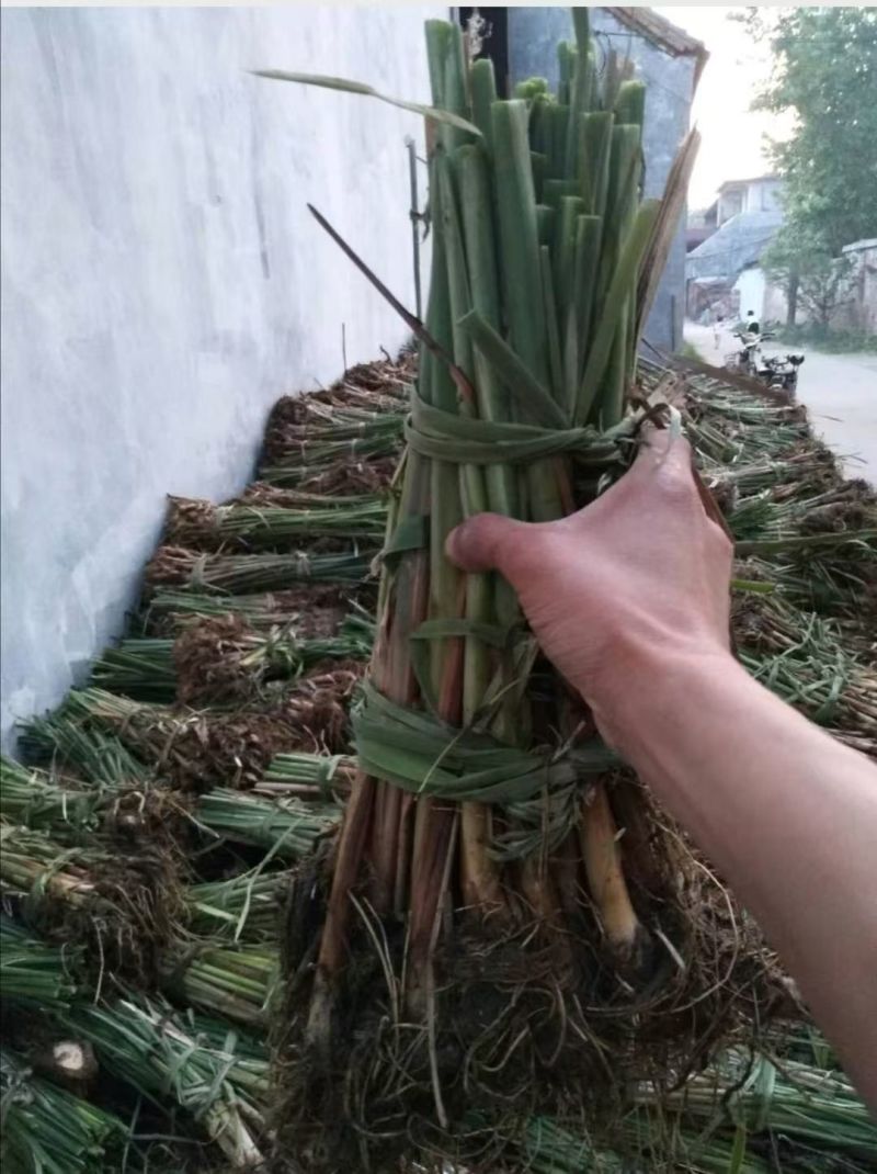 香蒲。香蒲苗