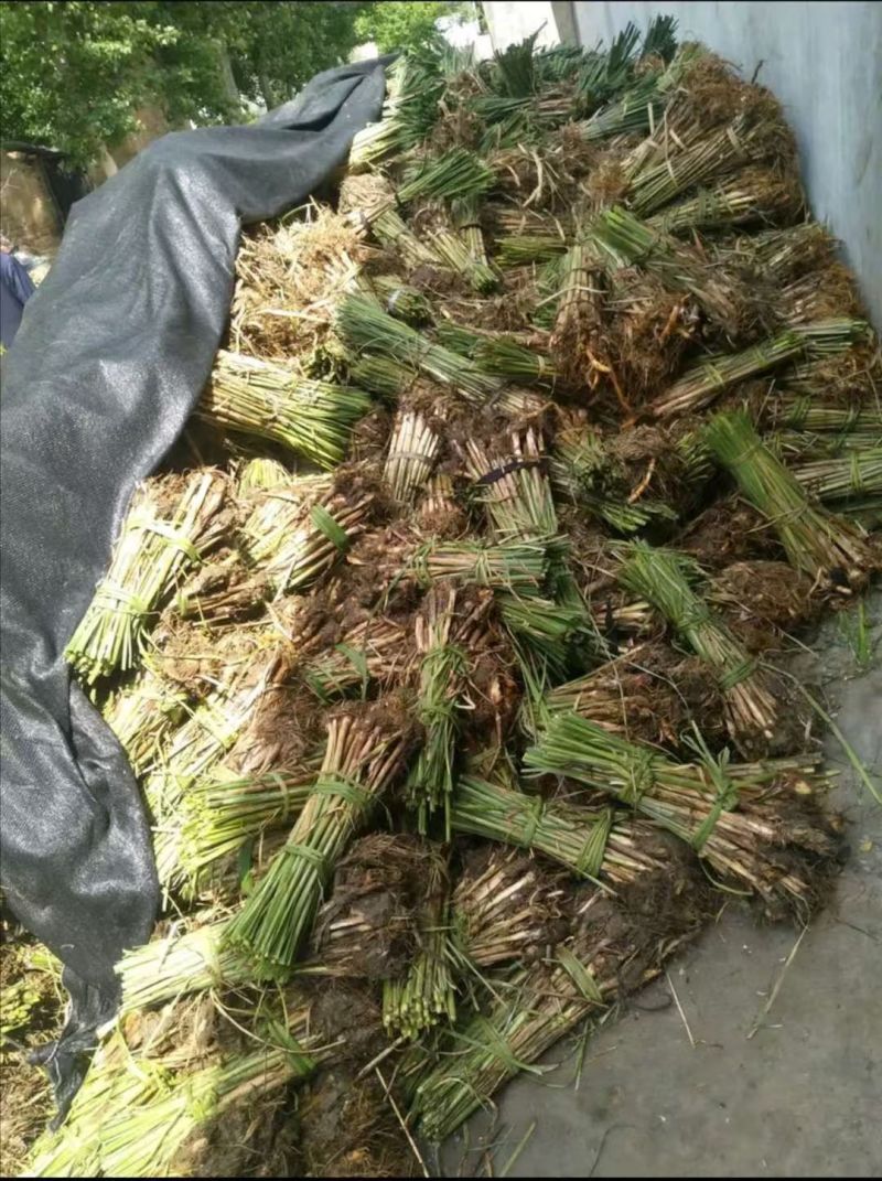 香蒲。香蒲苗