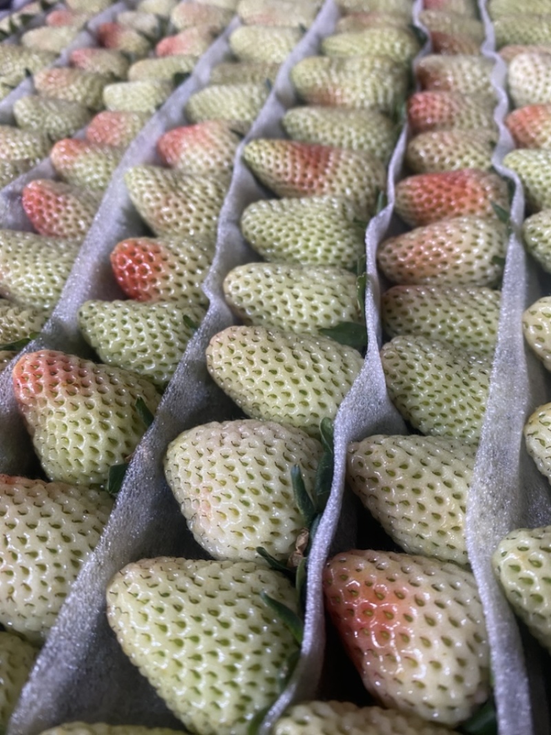 云南四季新鲜商用草莓可批发零售，可支持订购
