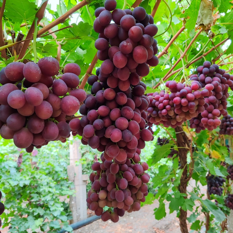 产地在新疆，新疆新郁葡萄，找采购收货的老总
