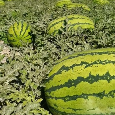 硒砂瓜