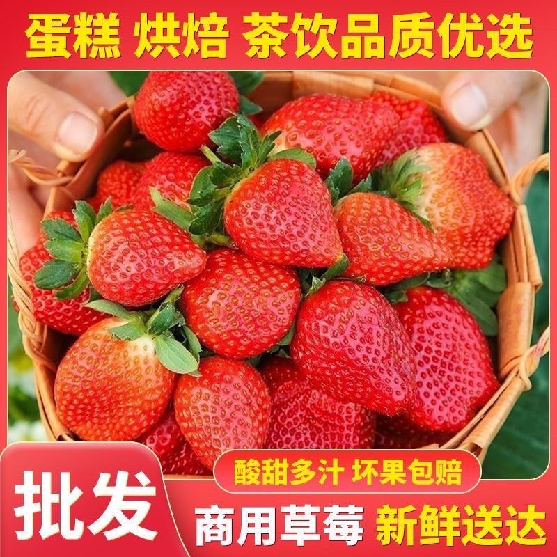 云南四季新鲜商用草莓可批发零售，可支持订购