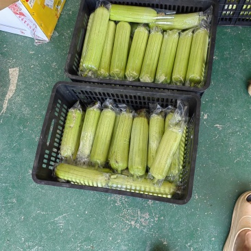 白玉丝瓜