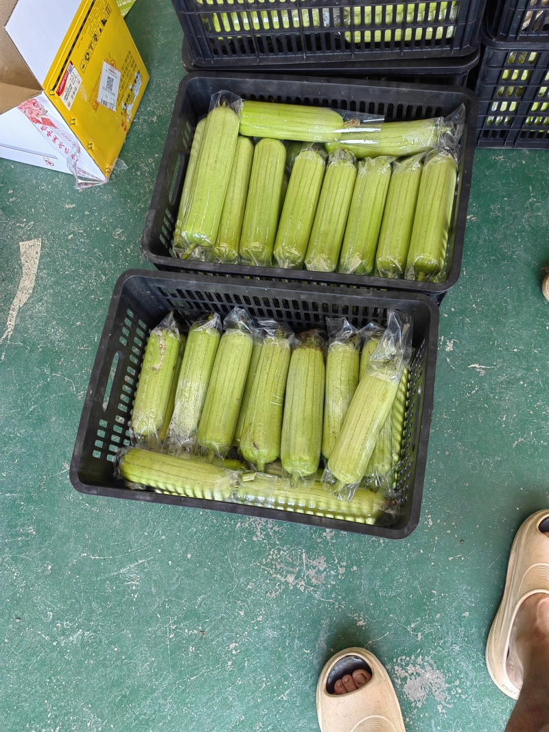 白玉丝瓜