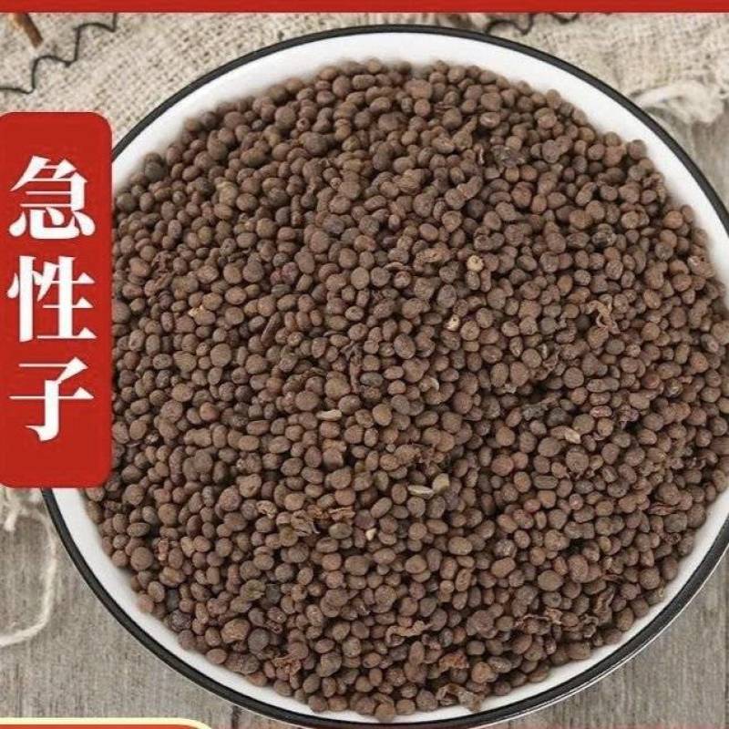 急性子精选急性子干净无杂质批发零售量大从优