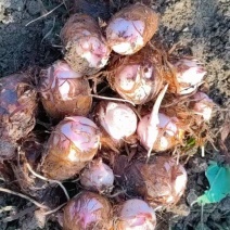 《毛芋头》河南南阳基地直发对接商超电商一条龙服务