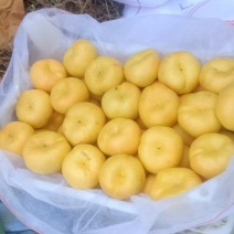 中油蟠桃15口感脆甜！离核！黄肉多汁！个头大，金黄金黄，