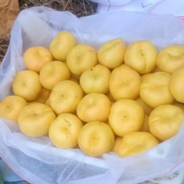 中油蟠桃15口感脆甜!离核!黄肉多汁!个头大,金黄金黄,