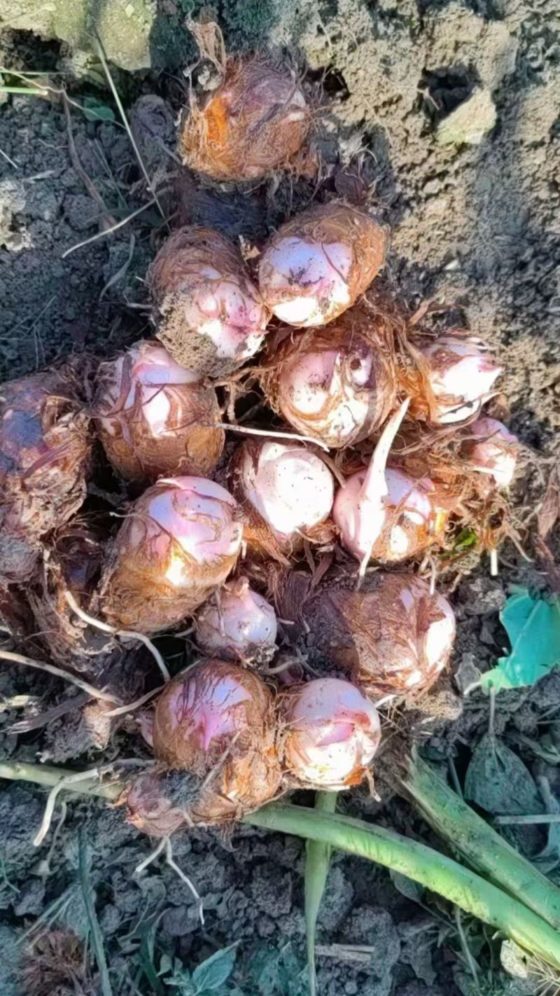 《毛芋头》河南南阳基地直发对接商超电商一条龙服务