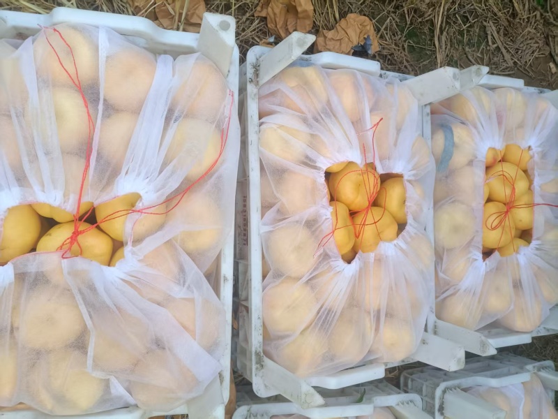 中油蟠桃15口感脆甜！离核！黄肉多汁！个头大，金黄金黄，