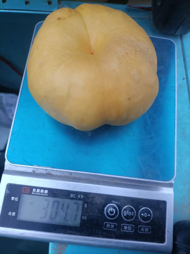 中油蟠桃15口感脆甜！离核！黄肉多汁！个头大，金黄金黄，
