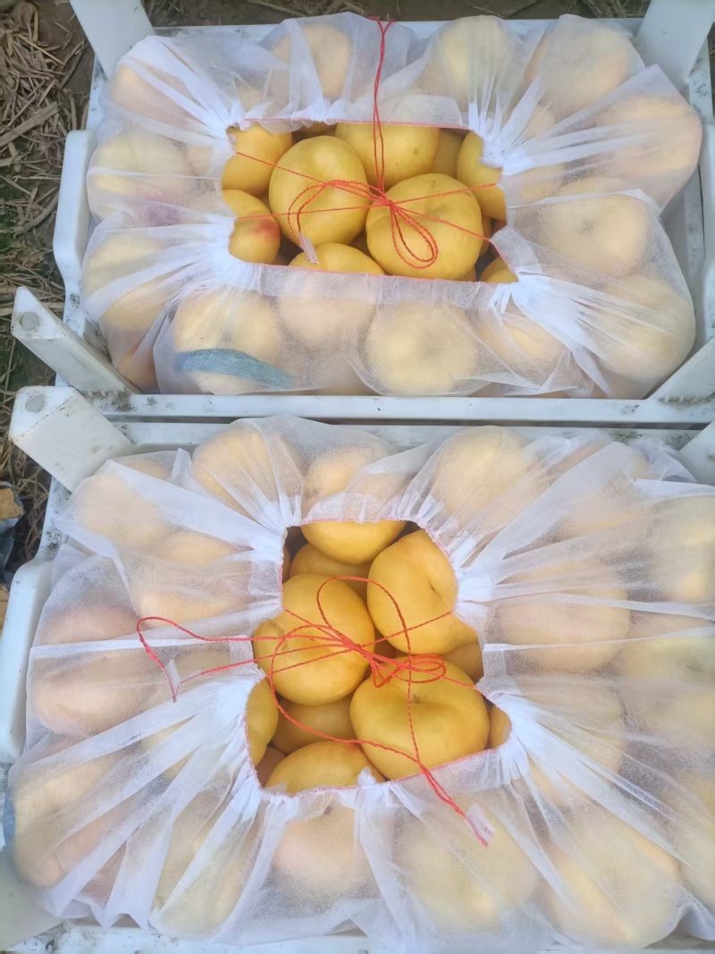 中油蟠桃15口感脆甜！离核！黄肉多汁！个头大，金黄金黄，