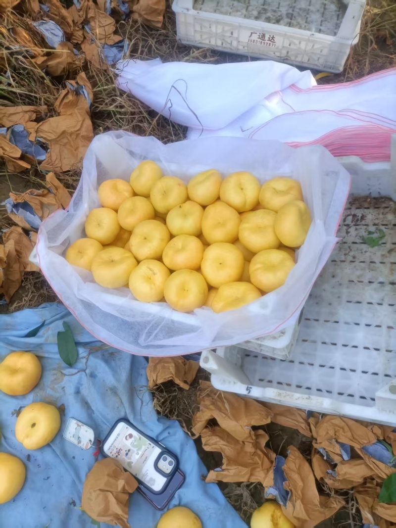 中油蟠桃15口感脆甜！离核！黄肉多汁！个头大，金黄金黄，