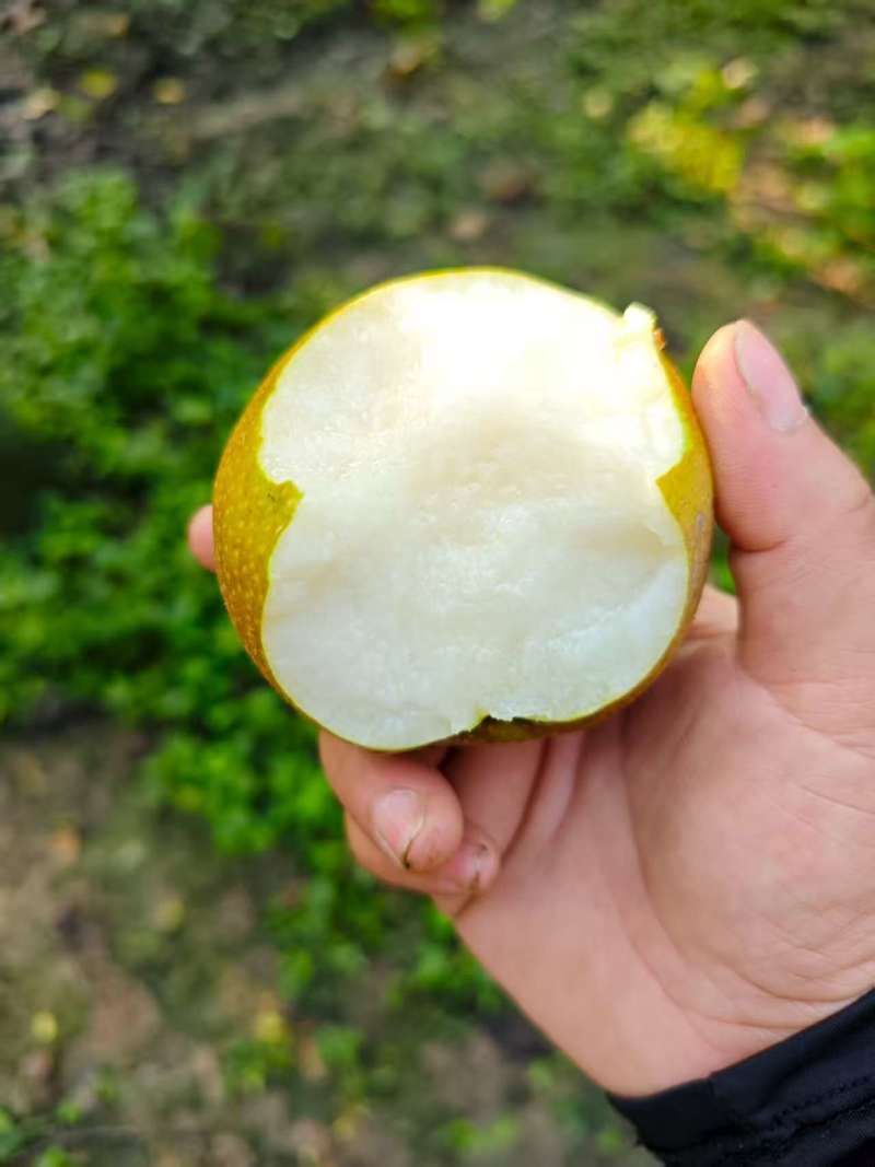 黄花梨