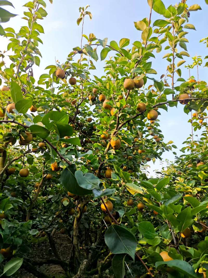 黄花梨