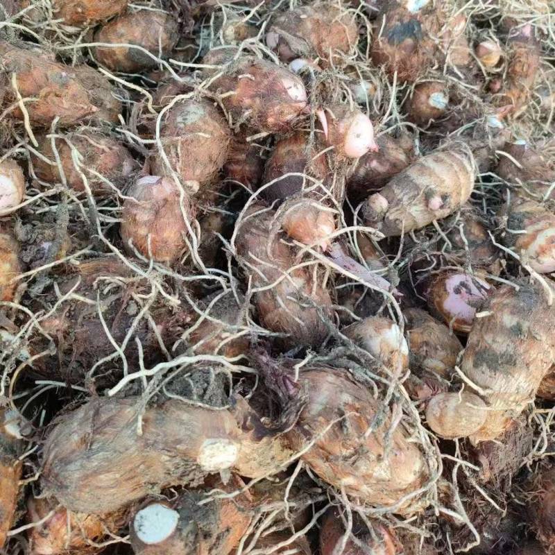 《精选》南阳毛芋头大量上市对接商超电商保质保量量大从优