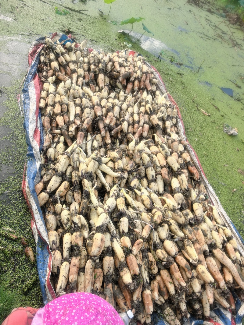 洪湖莲藕《产地直销。》