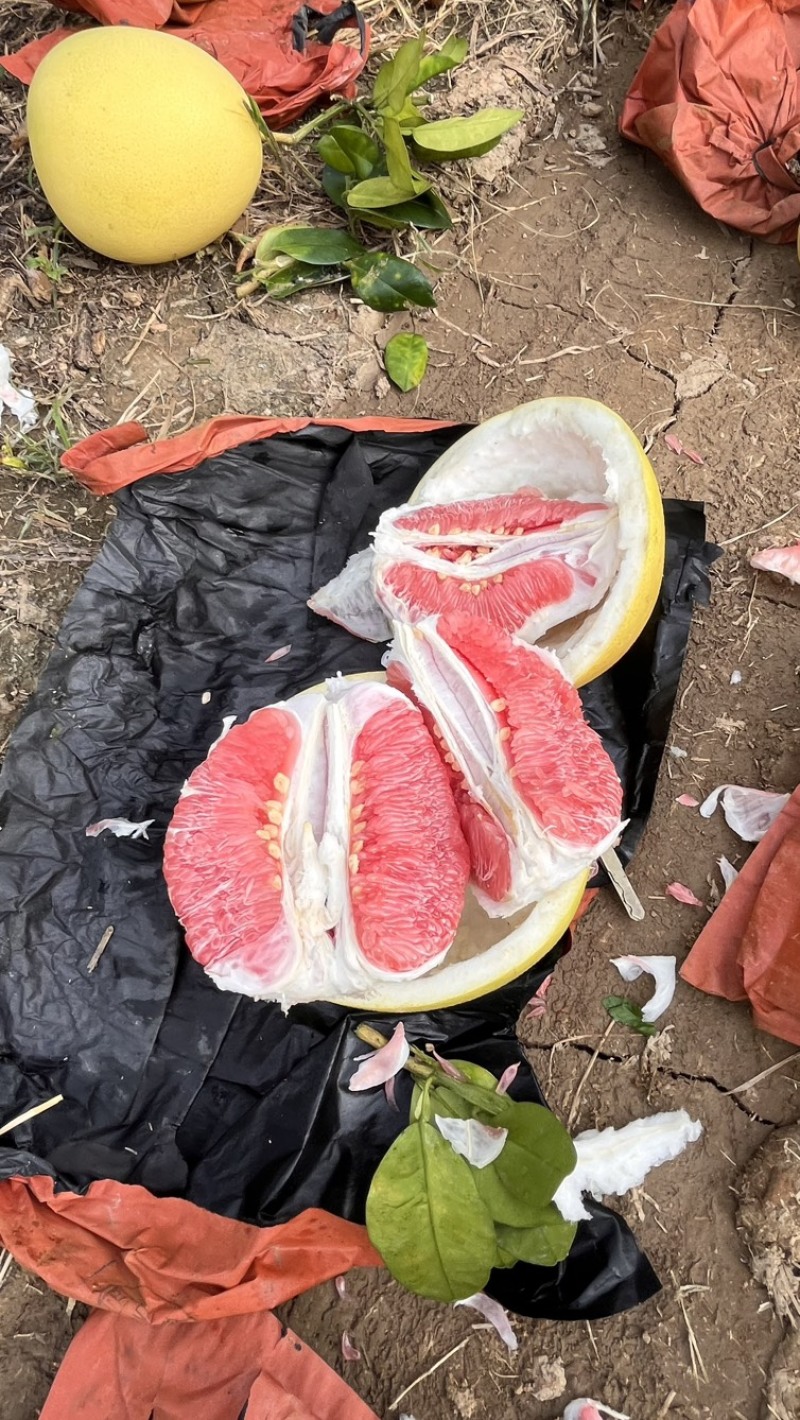 广西红心柚，三红柚量上市，货源充足，产地直发欢迎来电谈合作