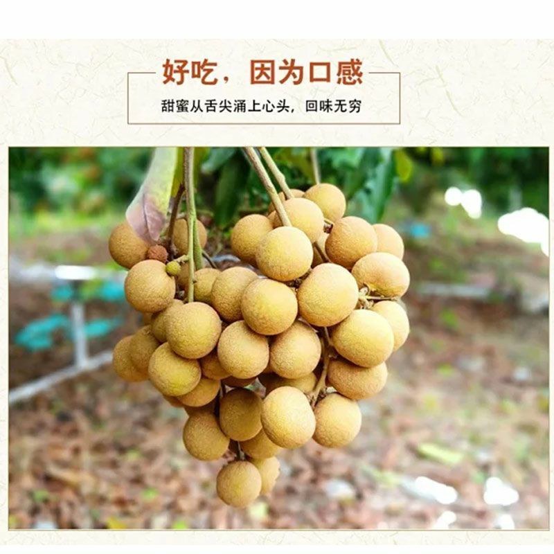 1308495龙眼9558
