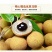 1308495龙眼9558