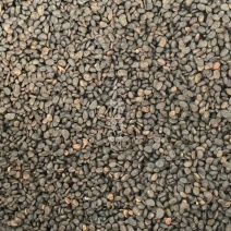 补骨脂【包邮】三斤起发货可批量可零售量大从优