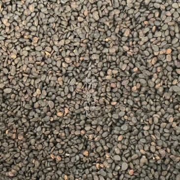 补骨脂【包邮】三斤起发货可批量可零售量大从优