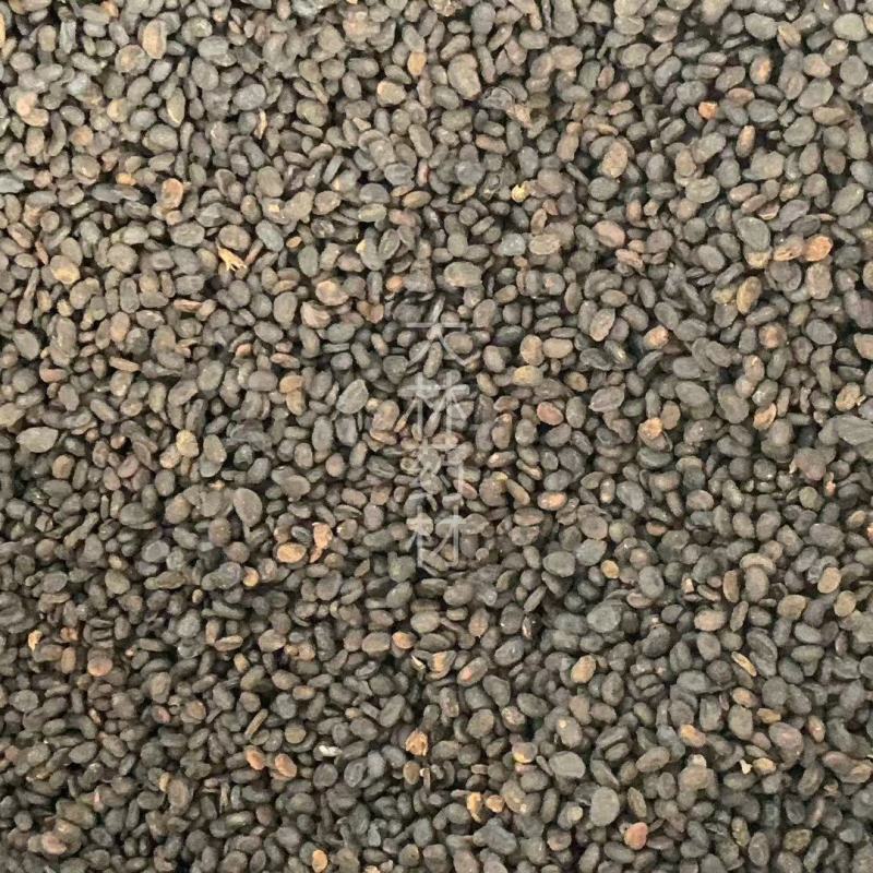 补骨脂【包邮】三斤起发货可批量可零售量大从优