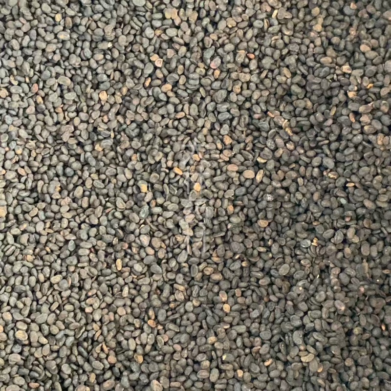 补骨脂【包邮】三斤起发货可批量可零售量大从优